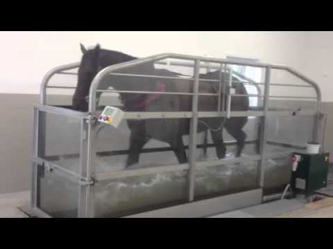 Vattenträning | Häst i Form