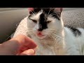 Cat Goes Viral From Chewing Air And Being Slapped By His Sister