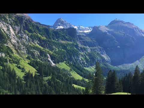 Cows in the Swiss Alps