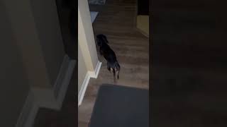 Video preview image #1 Dachshund Puppy For Sale in Rosenberg, TX, USA