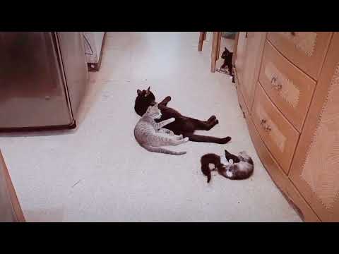 「青い雨」 Sneak peek