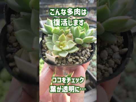 開花した多肉植物の場所と手入れは何ですか？彼らを繁栄させるにはどうすればよいでしょうか？  庭園