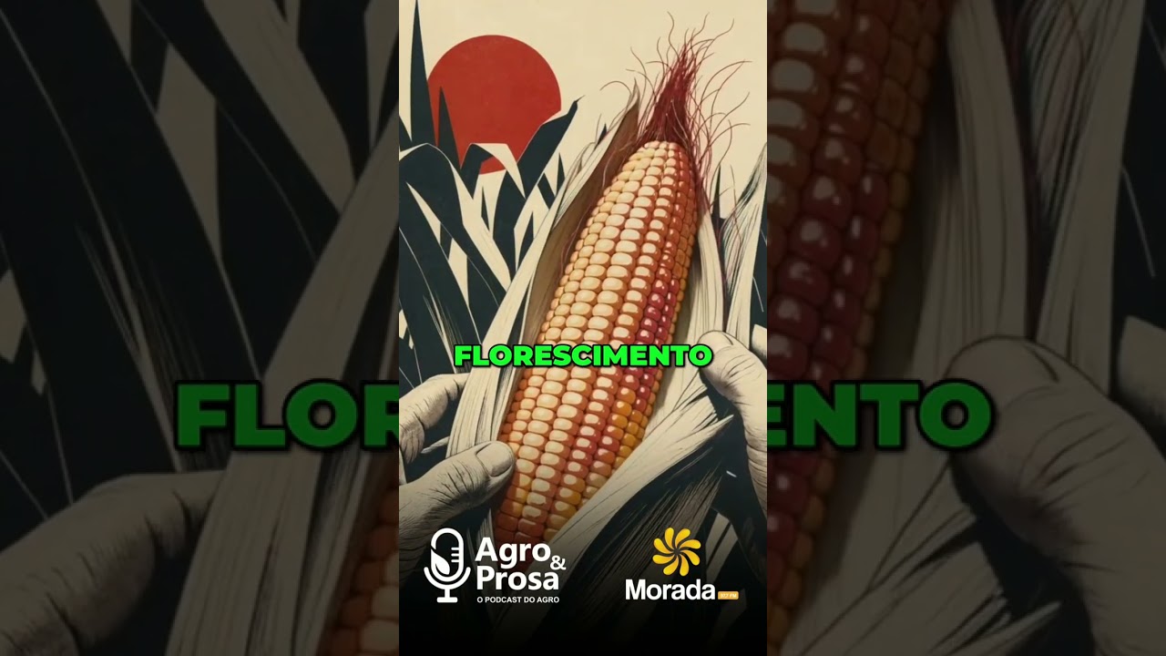 Seca Devasta Lavouras: Impacto Crítico no Milho #shorts