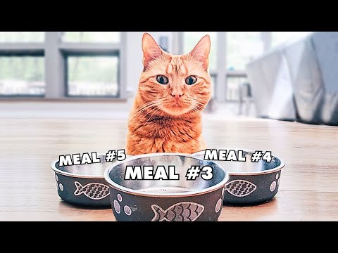 How Many Meals Does Your Cat Need A Day?