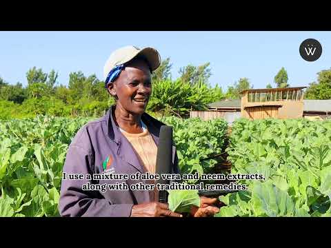 Kale Farming in Kenya: Purity Macharia’s Journey