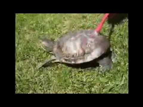 LarissaSouza1D’s Video 32931889416 OwEZVasx4R4