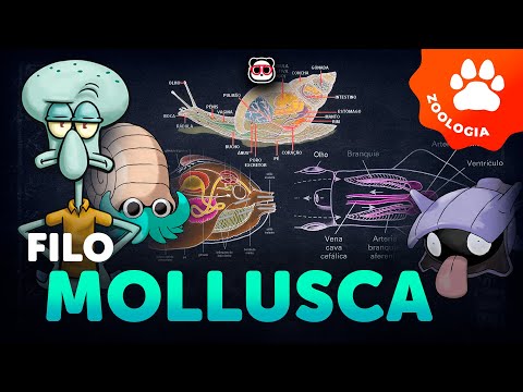 Phylum Mollusca (Mollusks)