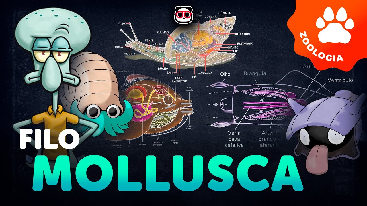 Filo Mollusca (Os moluscos)