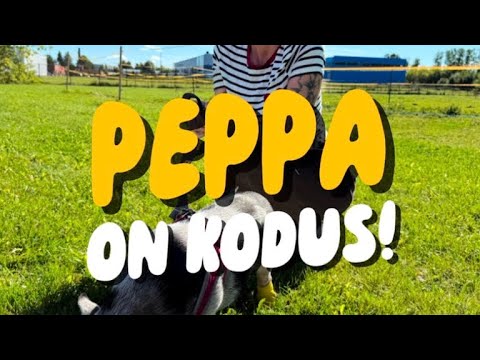 Peppa on kodus!!!!