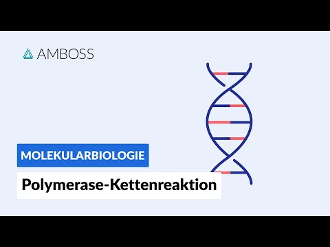 Polymerase-Kettenreaktion (PCR) - Biochemie - Labormethoden  - AMBOSS Video