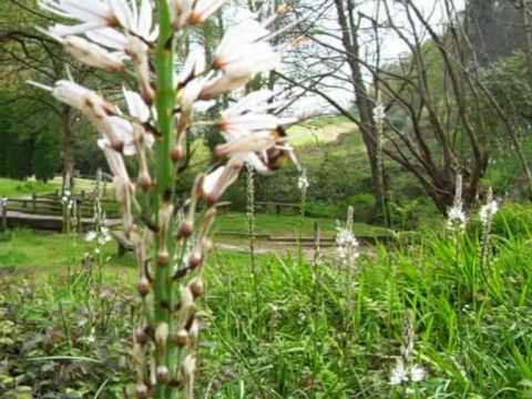 NATURALEZA la flor del Asphodelus Albus o vara de San José