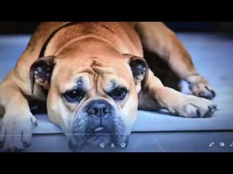 ESPOSA SUMISA CABALLO O PERRO BIEN ENTRENADO