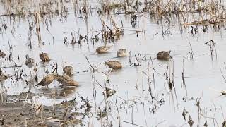 Short-billed Dowitcher