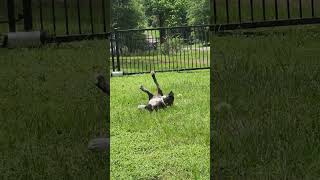 Video preview image #1 Labrador Retriever-Unknown Mix Puppy For Sale in The Woodlands, TX, USA