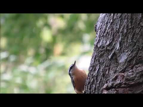 Brhlík čiernohlavý (Sitta canadensis) — spev a hlas v prírode