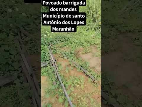 povoado barriguda dos mandes município de santo Antônio dos Lopes Maranhão