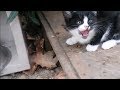 Tuxedo Little Kitten Wants Eat Food But Afraid Of And Hisses At Me