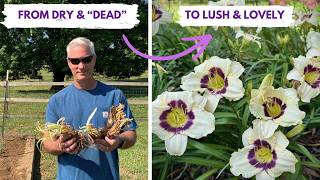 These Daylilies Looked AWFUL... Until We Planted Them!