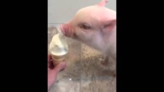 Смотреть онлайн Минипиг впервые пробует мороженое