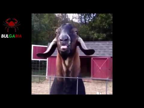 Митко Щурия ft. Chikibumsi, KoZLyo & Sir Stenley Roise