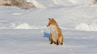 伸びをするキタキツネ