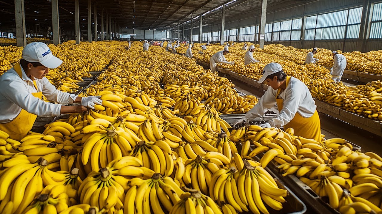 Os Agricultores Americanos Colhem E Processam Frutas E Vegetais Desta Forma – Agricultura