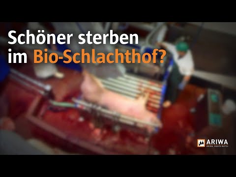 Blut, Angst und Verzweiflung – Der Todeskampf im Schlachthof