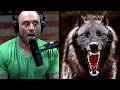 The Most Spine Chilling Wolf Stories Ever Told On The Joe Rogan Podcast