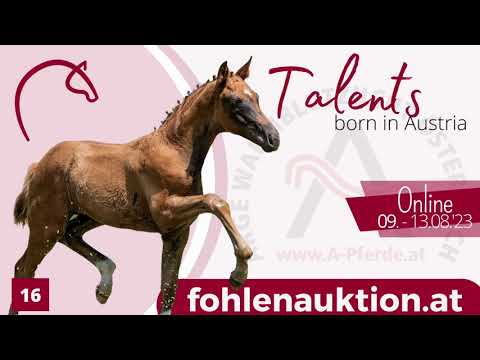 www.fohlenauktion.at - Nr16 - Piana BMK