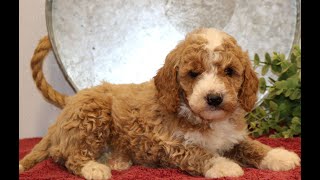 Video preview image #1 Goldendoodle (Miniature) Puppy For Sale in EPHRATA, PA, USA