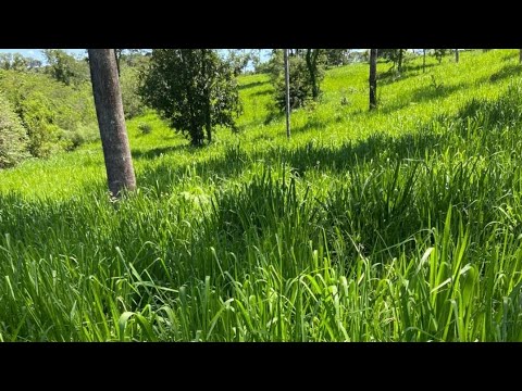 Fazenda barata em Minaçu Goiás - 62 9 8623 3788 CF 36.567