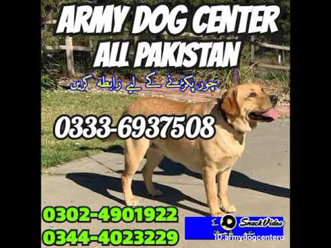 army dog center rahim yar khan #number #03466991713 #armydogcenter #snifferdogs (1)