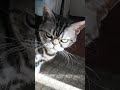 Angry Sounds Cat Angry Cat Sounds