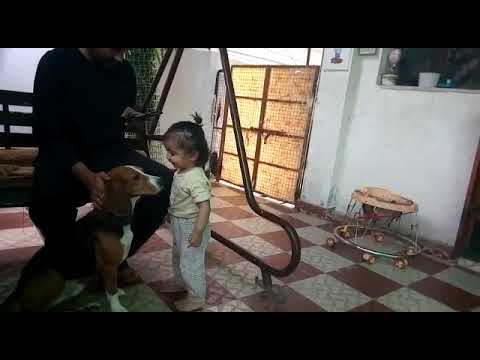 Advait have a BEAGLE dog named BRUNO🐶