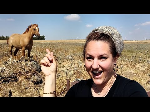 COOL COWBOYS of the GOLAN HEIGHTS - Moshav Yonatan