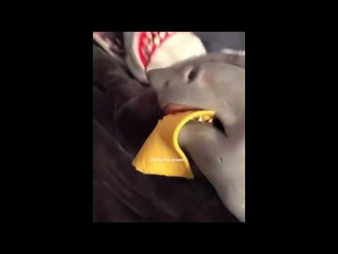 Half Shark Cheese