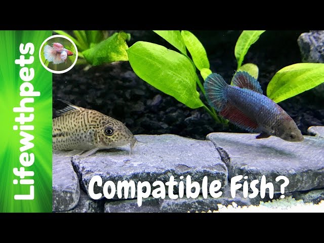 Compatible Tank mates  for Betta Fish (Collab)