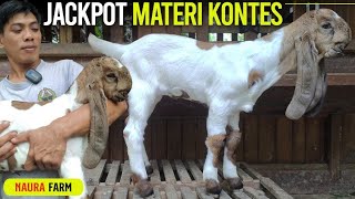 Download lagu Panen 13 Ekor Cemple‼️Kambing PE Kaligesing Naura Farm. mp3