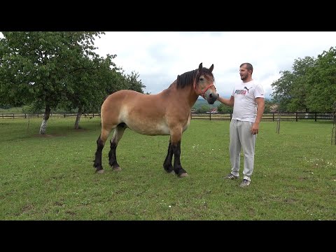 Caii lui Beni de la Meziad, Bihor - 2020 Nou!!!