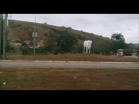 Boi do trevo de Carlos Chagas-MG