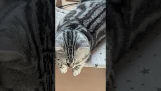 #cat#猫
