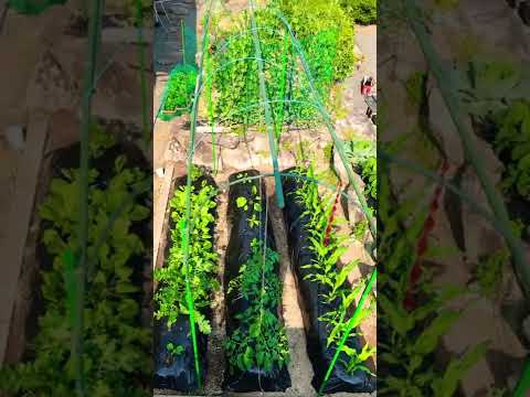 トマトを雨から守るには？ 3 つの効果的で創造的なテクニック  庭園