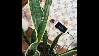 Video thumbnail for MIDI Sprout for iPhone by PlantWave