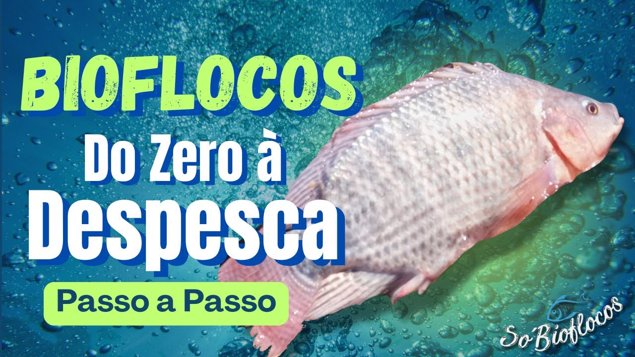 Do Zero à Despesca : Todo o passo a passo do Bioflocos! @SoBioflocos