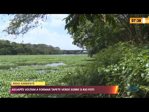 AguapeÌs voltam a formar tapete verde sobre o Rio Poty 22 09 2021