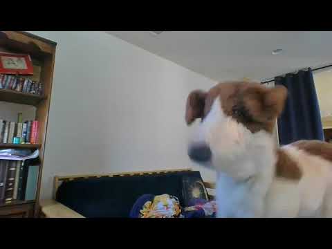 Dog Vibing To Billie Eilish vs. Eiffel 65 - "Blue Guy (Da Ba Dee)" (Official Video HD)