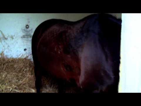 Pharlie du lin jument AQPS