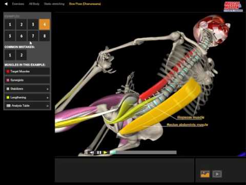 Bow Pose (Dhanurasana) | 3D Yoga Anatomy