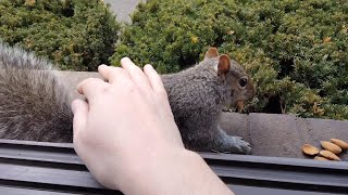 How to safely pet a wild squirrel