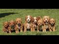 Cavapoo dogs for sale: Sloane  - Video 1